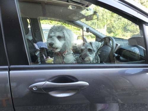 2014_09239-20ナッツ茶々