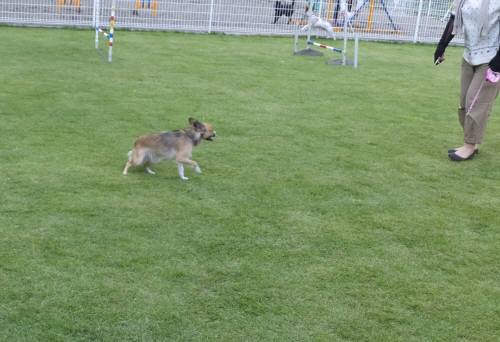 2014_09149-11りんどう