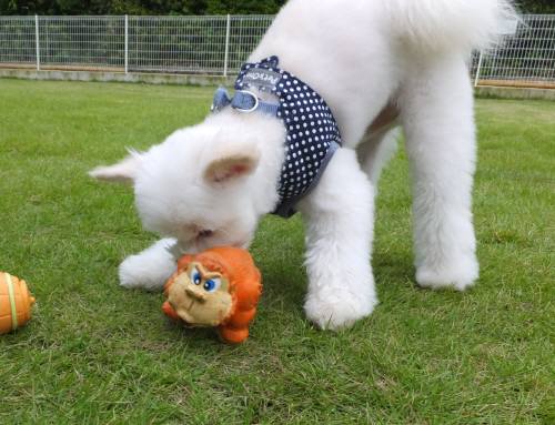 2014_09109-8こうすけ２