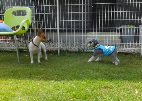 2014_09239-20チャッピーpop