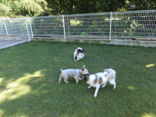 2014_09219-18しんちゃんほいっぷちゃん