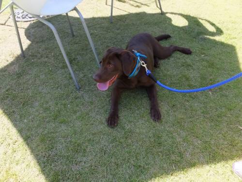 2014_09269-24ララちゃん