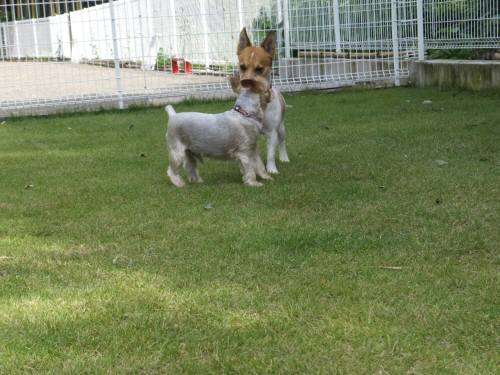 2014_09239-20しんちゃんチャッピー