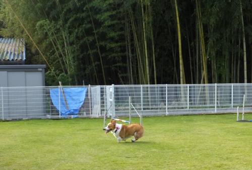 2014_09279-25小太郎