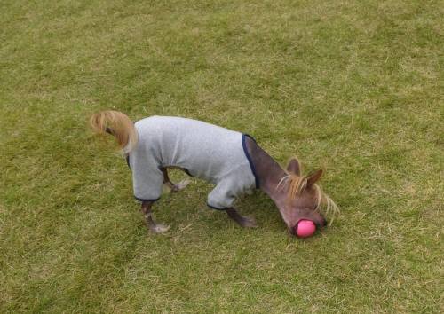 2014_09249-23けんちゃん