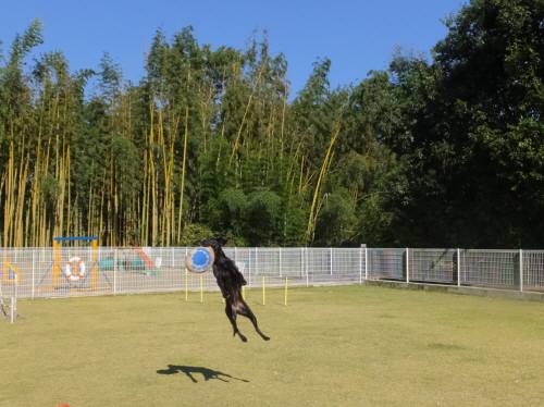 2014_102910-26ハルジャンプ