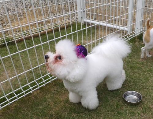 2014_100410-3アムル1