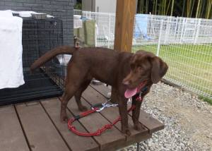 2014_101210-12ららちゃん