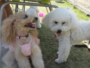 2014_101110-11きなこタッキー