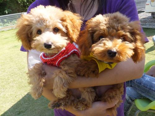 2014_101110-11yuzurai