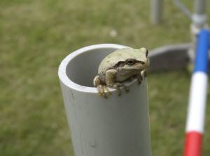 2014_101210-12かえる