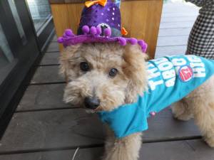 2014_101110-11マルクル