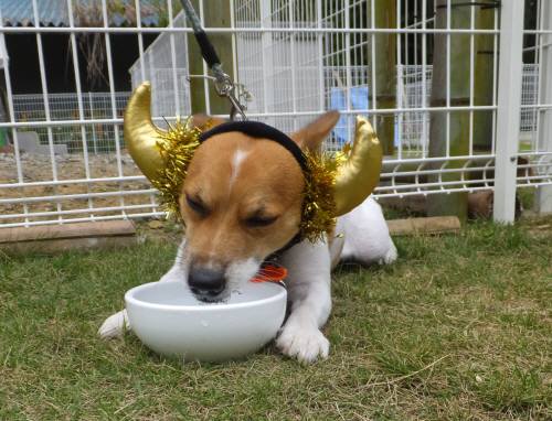 2014_100410-3チャッピー1