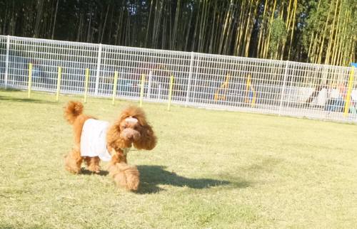 2014_101710-1ポッピー2