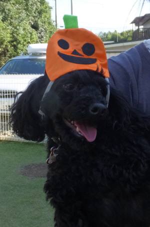 2014_100710-7-2うるー