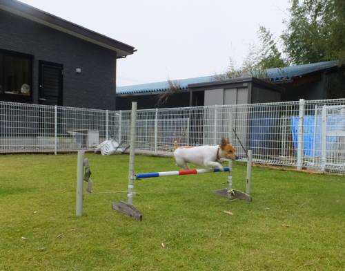 2014_101310-13チャッピー