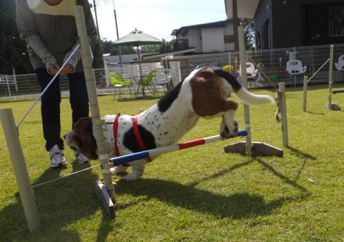 2014_101710-1マロン1