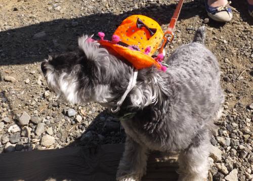 2014_101910-19ポップ