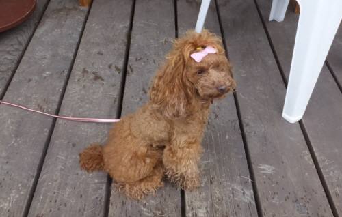 2014_102110-20ポッピー