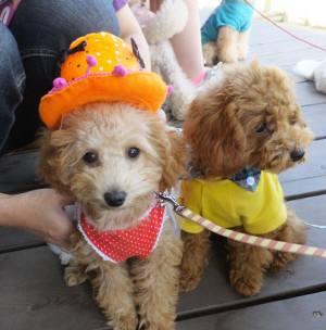 2014_101110-11ゆず