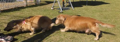 2014_101910-19はなちゃんレオくん