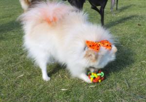 2014_100710-7-2メリー