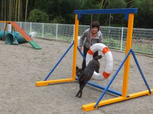 2014_101210-12さくら