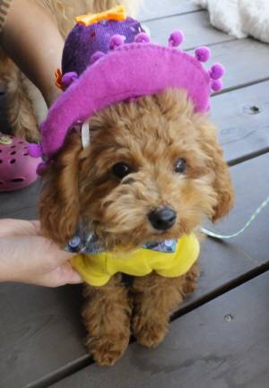 2014_101110-11らい