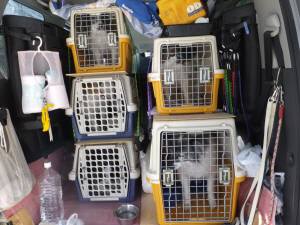 2014_101910-19パピヨン車