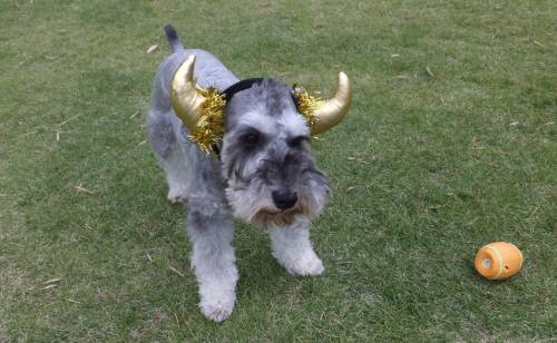 2014_100410-4ギンガ