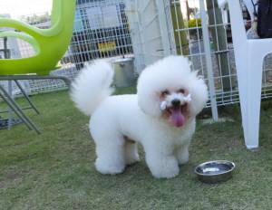 2014_101110-11アムル