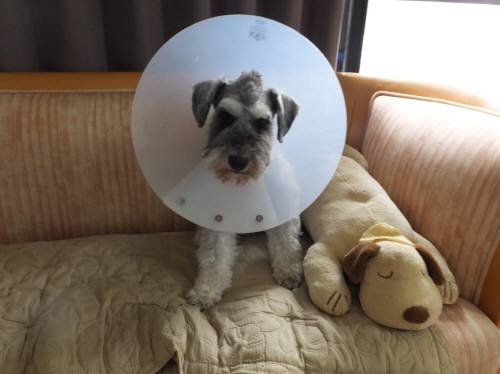 2014_100110-1ギンガ