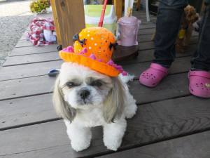 2014_101110-11もも