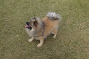 2014_102110-20ぽんちゃん