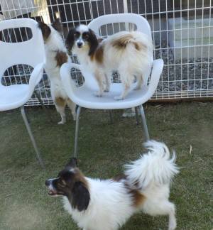 2014_101910-19パピヨン2