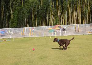 2014_101710-1ララ１