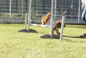 2014_101710-1ポッピー１