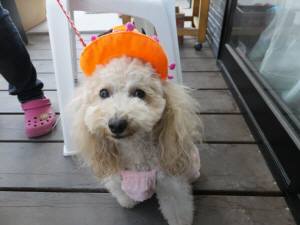 2014_101110-11きなこ