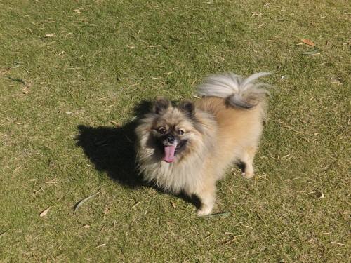 2014_102910-26ポンキチ