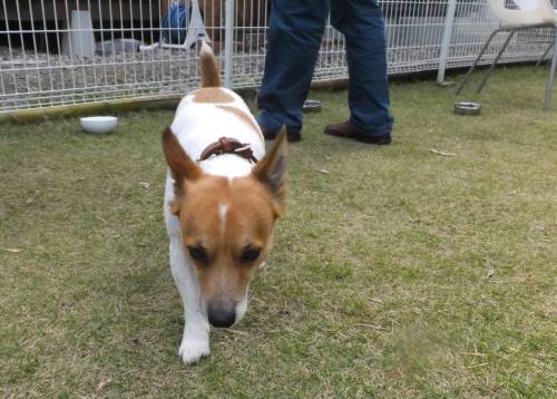 2014_101910-19チャッピー