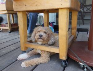 2014_101110-11カール