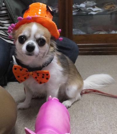 2014_101510-15はる3