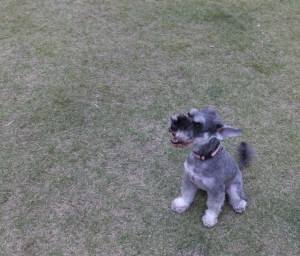 2014_101210-12まめちゃん