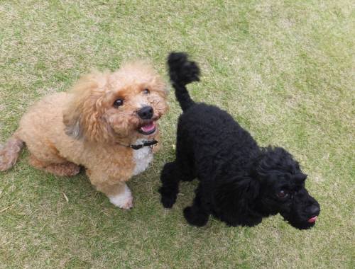 2014_100110-1カールウルー