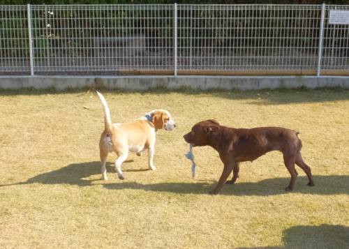 2014_112411-210035ムサシ＆サラ