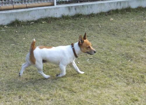 2014_112411-21チャッピー