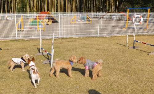 2014_112411-21４匹