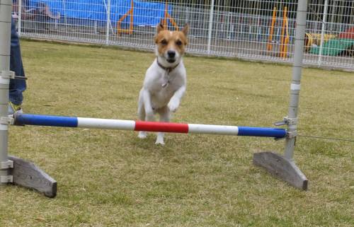 2014_111011-8チャッピー