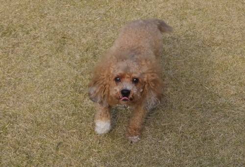 2014_112411-21カール