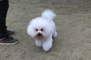 2014_113011-25アムル